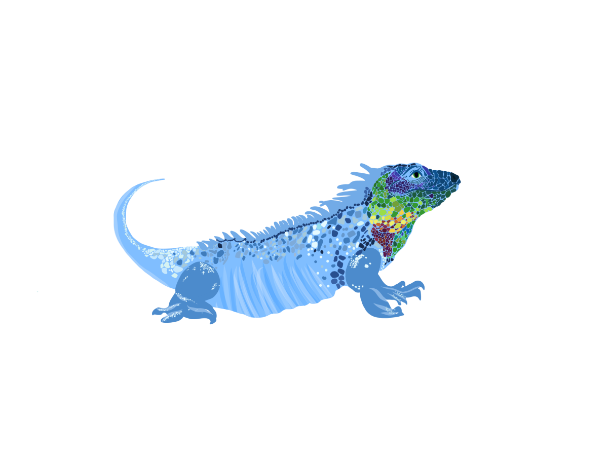 Tuition & Fees | Cayman International School